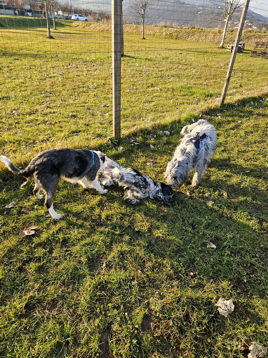 Two dogs playing in the field