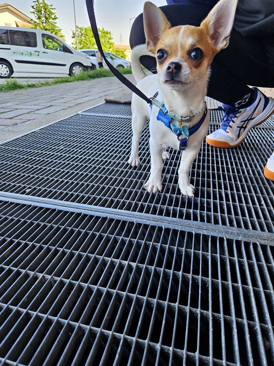Calm chihuahua on a metal grate in town