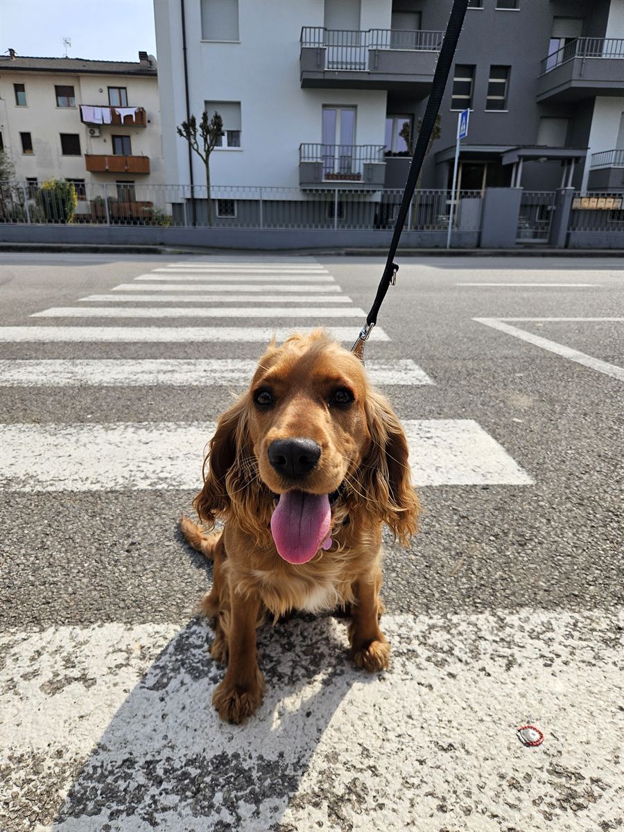 Cocker spaniel sitting on a zebra crossing