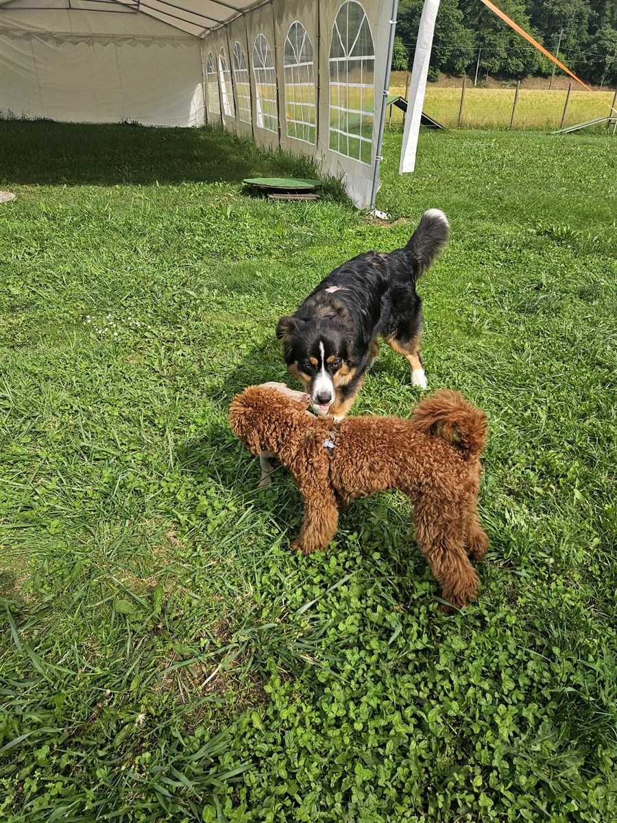 Dogs meeting on the grass