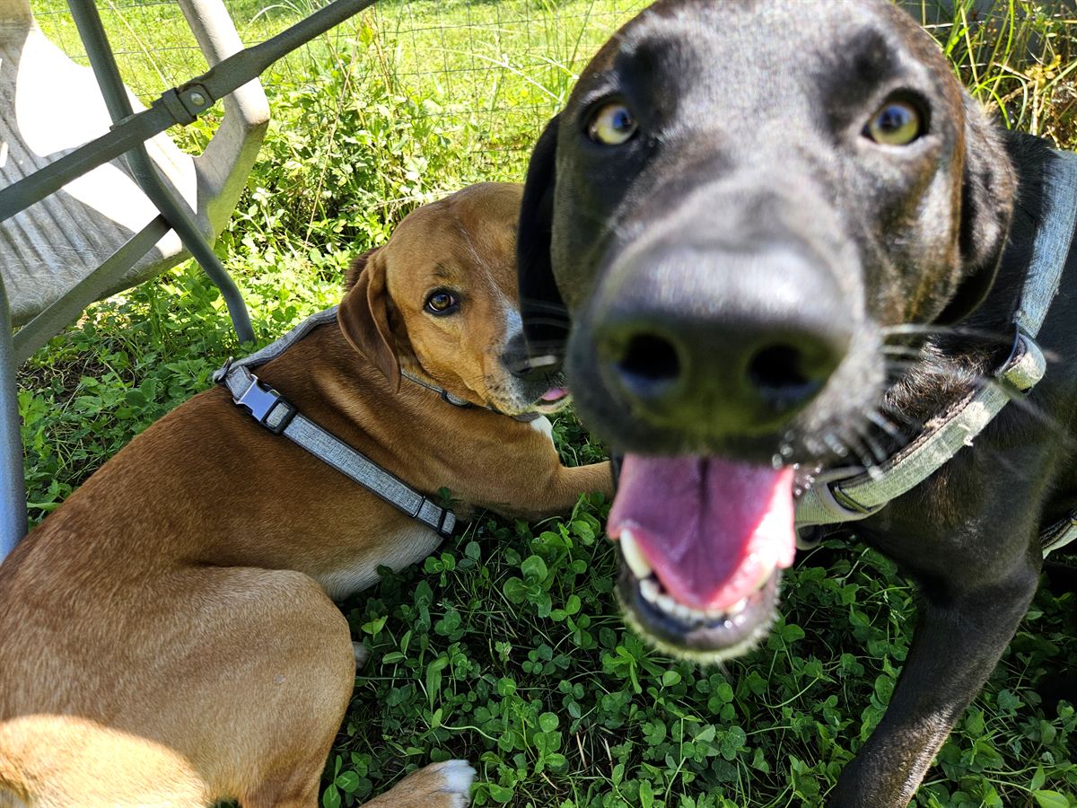 Due cani che giocano sul prato