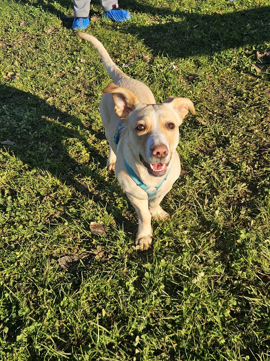 Cane felice che corre in campo