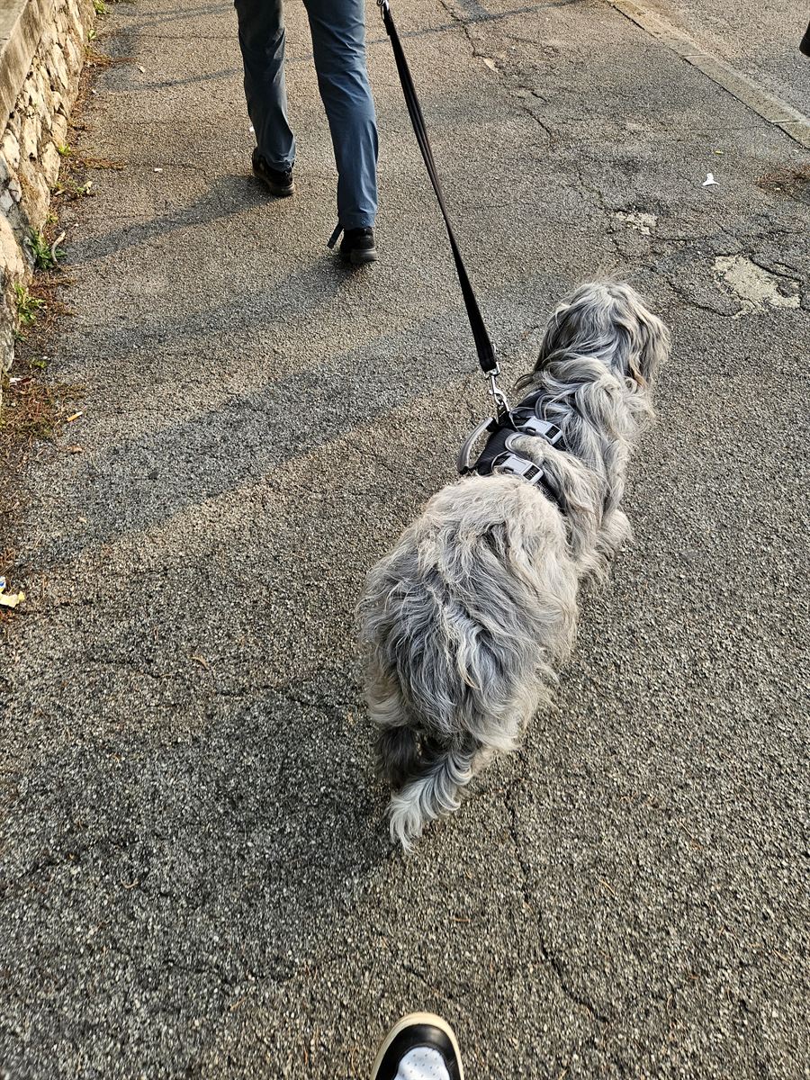 Cane al guinzaglio su un marciapiede