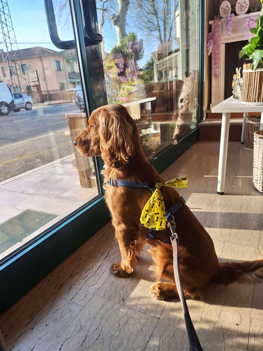 Cocker spaniel sitting calmly inside a café