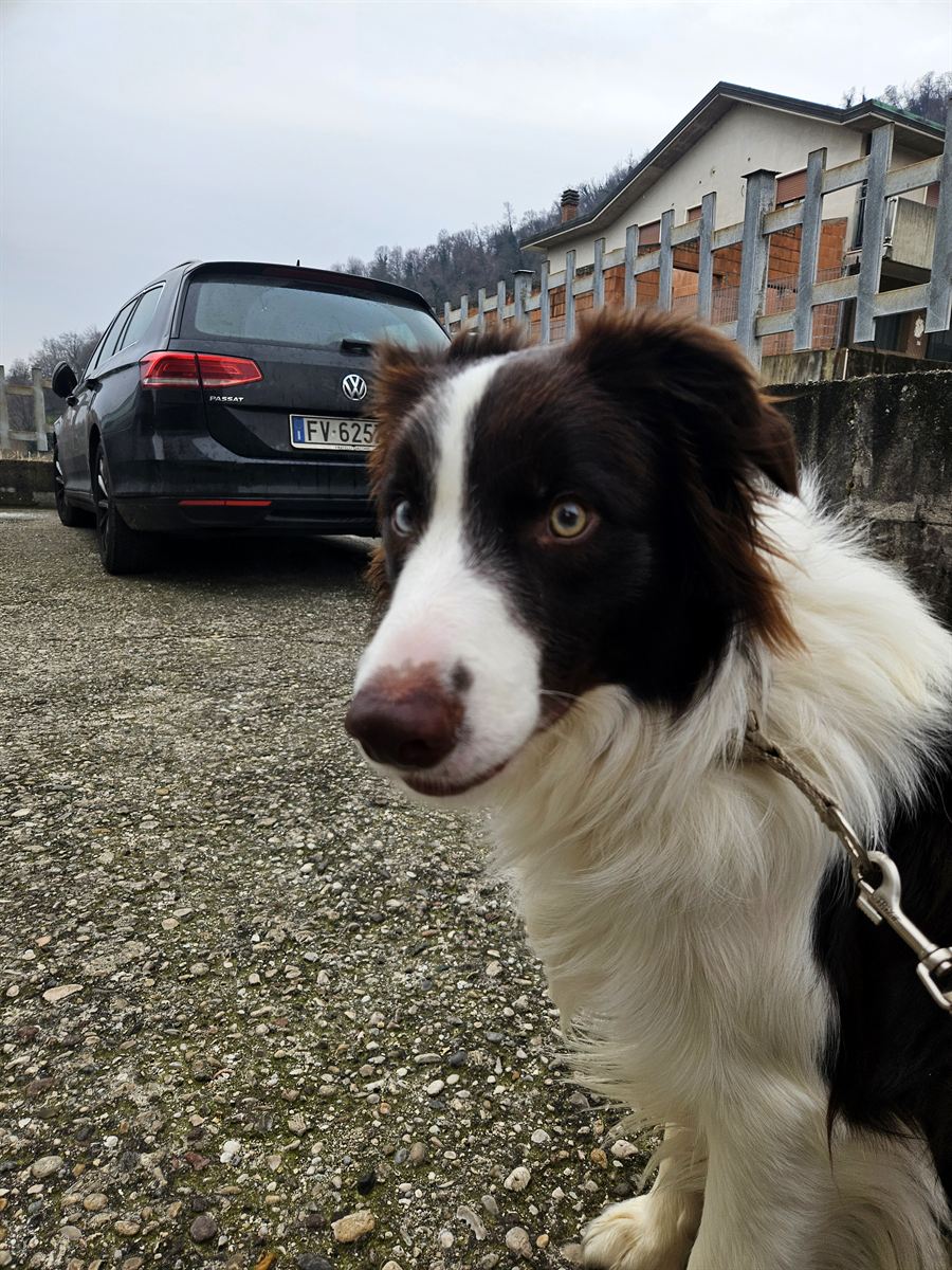 Border collie next to a car in a car park