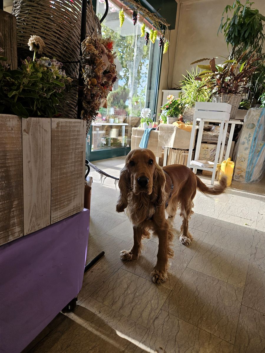 Calm cocker spaniel inside a shop