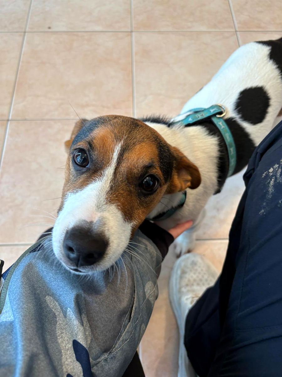 Cane coccolato in braccio