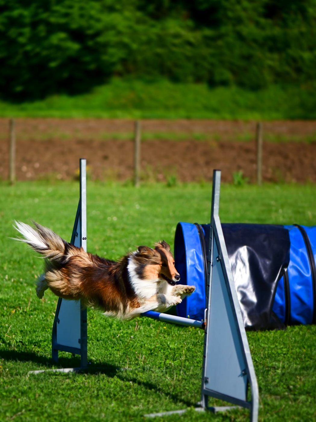 Shetland sheepdog jumping an agility hurdle next to the tunnel