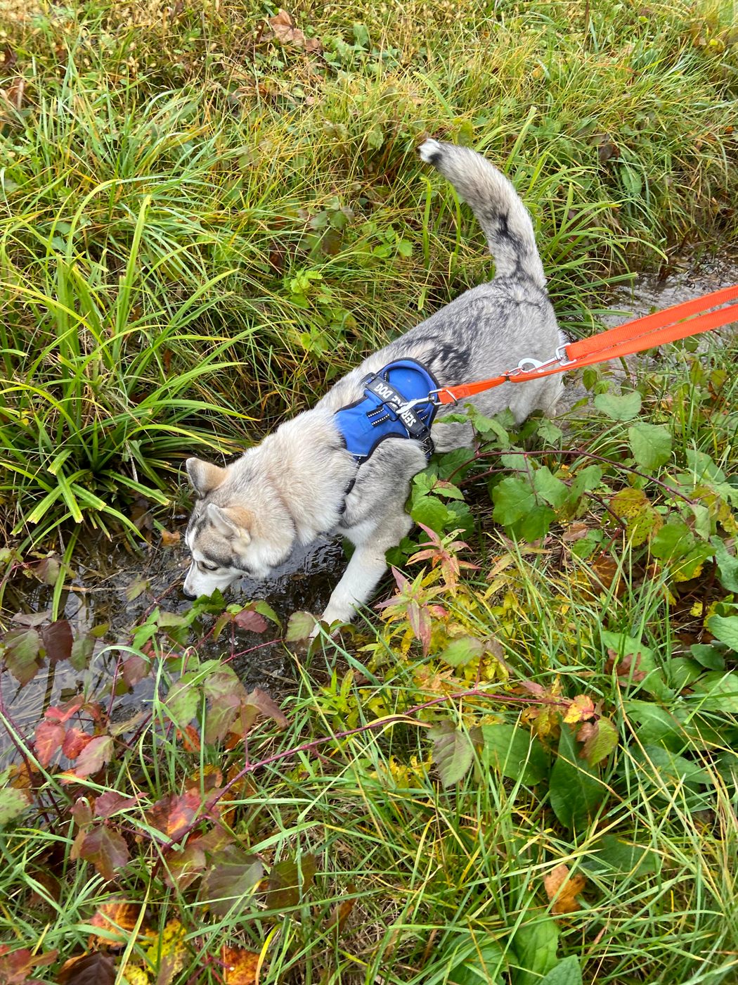 Husky in a harness on a long line following a scent trail through the grass