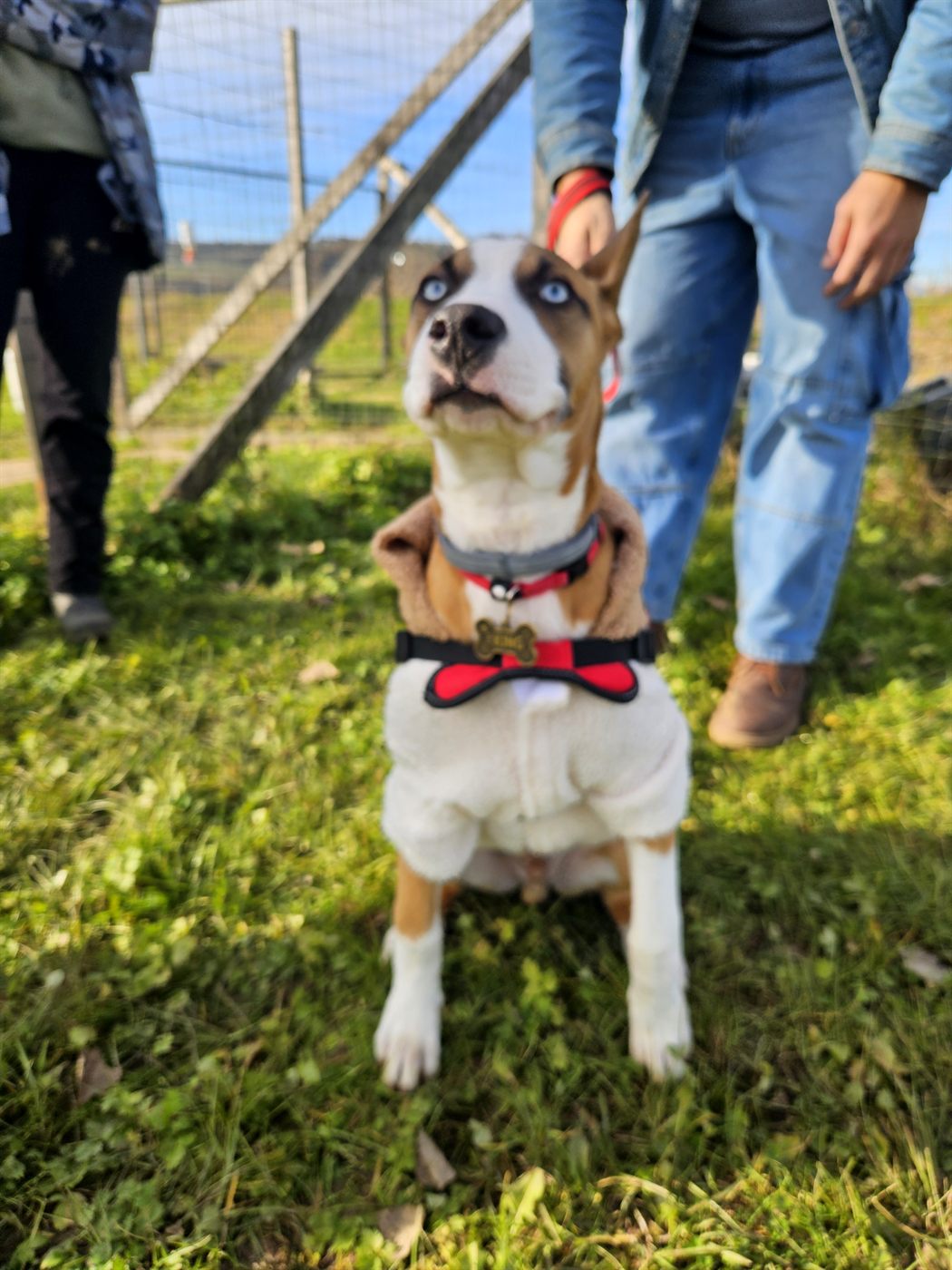 Dog sitting beside the handler, looking up at them