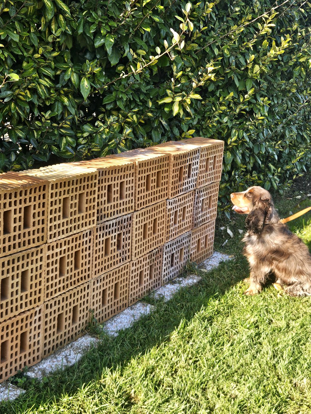Dog sitting in front of a brick wall, indicating the scent it has found