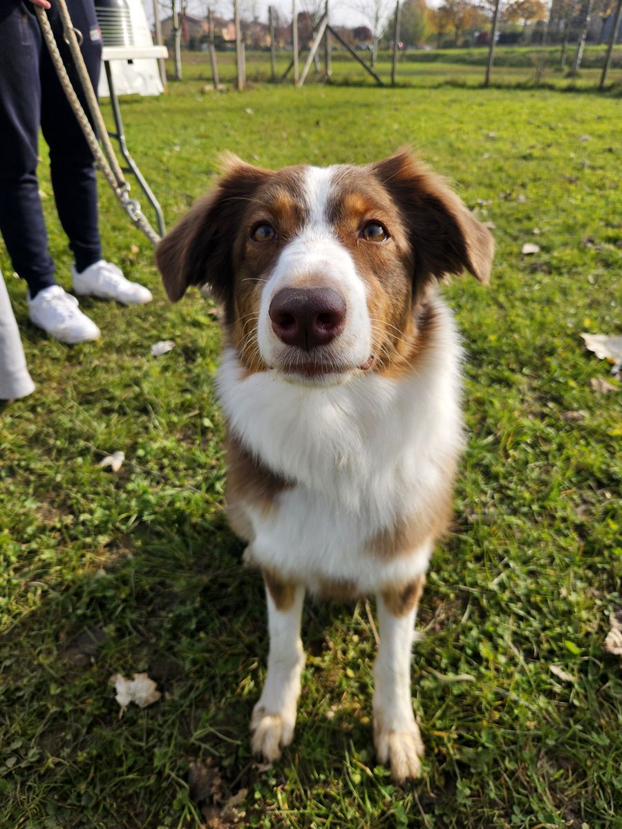Cane in campo durante una lezione
